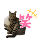 粋の日常（個別スタンプ：5）
