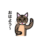 キジトラ猫のニャンタ（個別スタンプ：1）