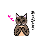 キジトラ猫のニャンタ（個別スタンプ：3）