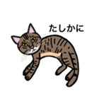 キジトラ猫のニャンタ（個別スタンプ：5）