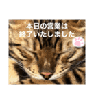 あるれおえれすたんぷ3（個別スタンプ：5）