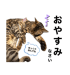あるれおえれすたんぷ3（個別スタンプ：13）