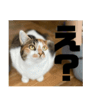 おこめの猫（個別スタンプ：2）