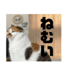 おこめの猫（個別スタンプ：3）
