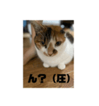 おこめの猫（個別スタンプ：4）