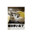 おこめの猫（個別スタンプ：5）
