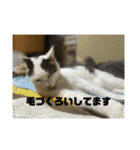 おこめの猫（個別スタンプ：7）