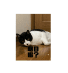 おこめの猫（個別スタンプ：9）