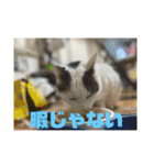 おこめの猫（個別スタンプ：10）
