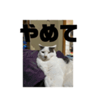 おこめの猫（個別スタンプ：11）