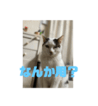 おこめの猫（個別スタンプ：12）