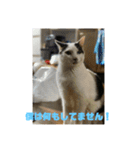 おこめの猫（個別スタンプ：13）