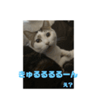 おこめの猫（個別スタンプ：14）