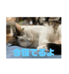 おこめの猫（個別スタンプ：15）