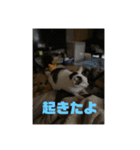おこめの猫（個別スタンプ：16）