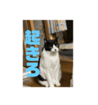 おこめの猫（個別スタンプ：17）