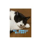おこめの猫（個別スタンプ：18）