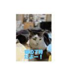 おこめの猫（個別スタンプ：19）