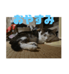おこめの猫（個別スタンプ：21）