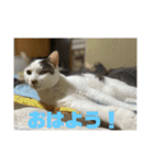おこめの猫（個別スタンプ：22）