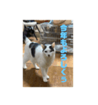 おこめの猫（個別スタンプ：23）