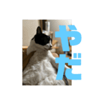 おこめの猫（個別スタンプ：24）