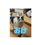 おこめの猫（個別スタンプ：26）