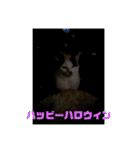 おこめの猫（個別スタンプ：27）