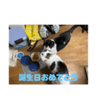 おこめの猫（個別スタンプ：29）