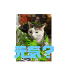 おこめの猫（個別スタンプ：30）