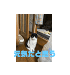 おこめの猫（個別スタンプ：31）