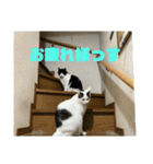 おこめの猫（個別スタンプ：32）