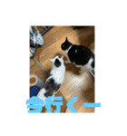 おこめの猫（個別スタンプ：33）