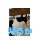 おこめの猫（個別スタンプ：35）