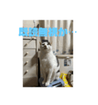 おこめの猫（個別スタンプ：36）