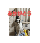 おこめの猫（個別スタンプ：37）