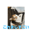 おこめの猫（個別スタンプ：39）