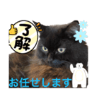 黒猫 ルナ院長118にゃんめ（個別スタンプ：3）