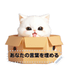 Message Stickers (Cute Cats) Jp ver（個別スタンプ：19）