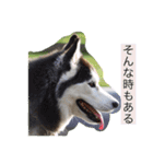 ハスキーのサンと柴犬の中居くん（個別スタンプ：13）