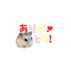 ハムスター TSUKIMI（個別スタンプ：2）