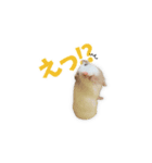 ハムスター TSUKIMI（個別スタンプ：7）