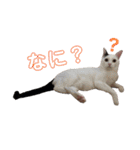 とらじるちょり（個別スタンプ：2）