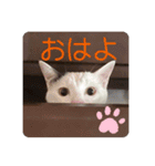 とらじるちょり（個別スタンプ：3）
