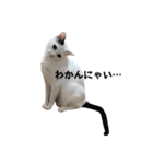 とらじるちょり（個別スタンプ：4）