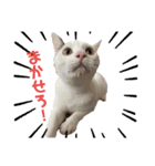 とらじるちょり（個別スタンプ：8）