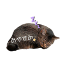 とらじるちょり（個別スタンプ：9）