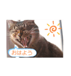 とらじるちょり（個別スタンプ：11）