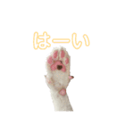 とらじるちょり（個別スタンプ：12）