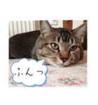 とらじるちょり（個別スタンプ：13）